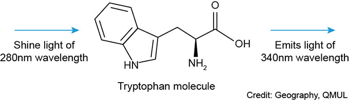 A tryptophan molecule. Credit for diagram to School of Geography at Queen Mary University of London.