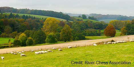 A picture of sheep grazing next to arable fields in the River Chess valley. Credit for photograph to River Chess Association.