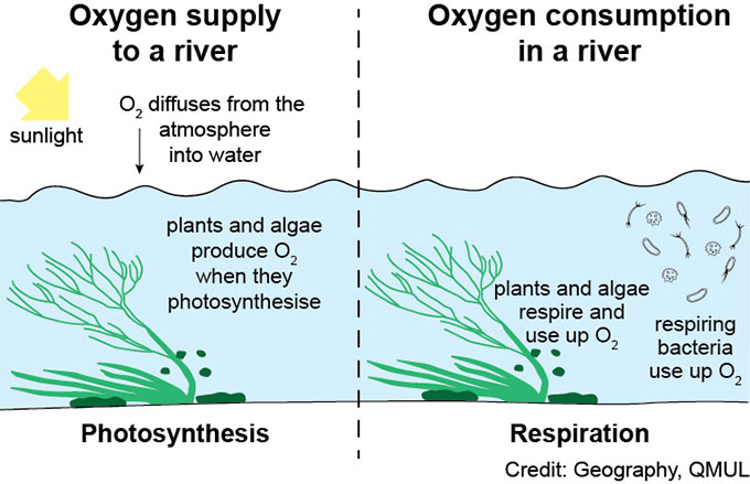 Mechanisms of oxygen supply and consumption in a river.