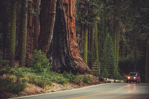 A jeep driving past trunks of giant sequoias.