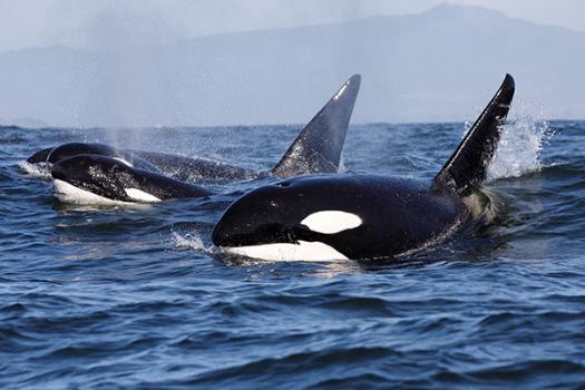 A pod of orcas (killer whales) breaking the surface of the ocean.