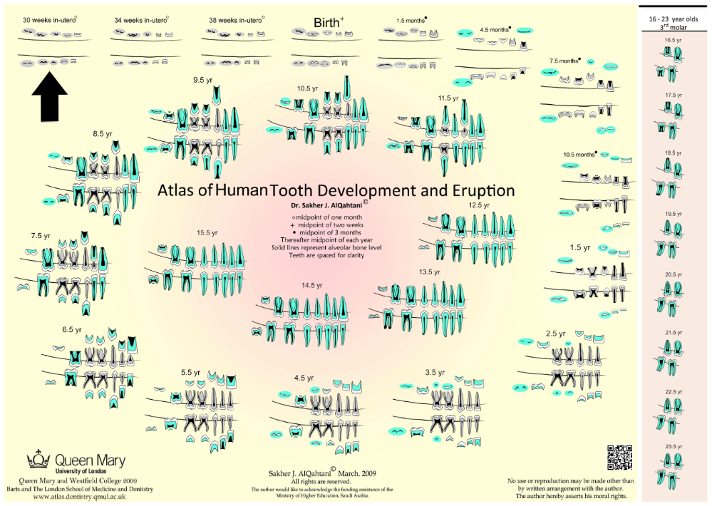 Tooth Exfoliation Chart