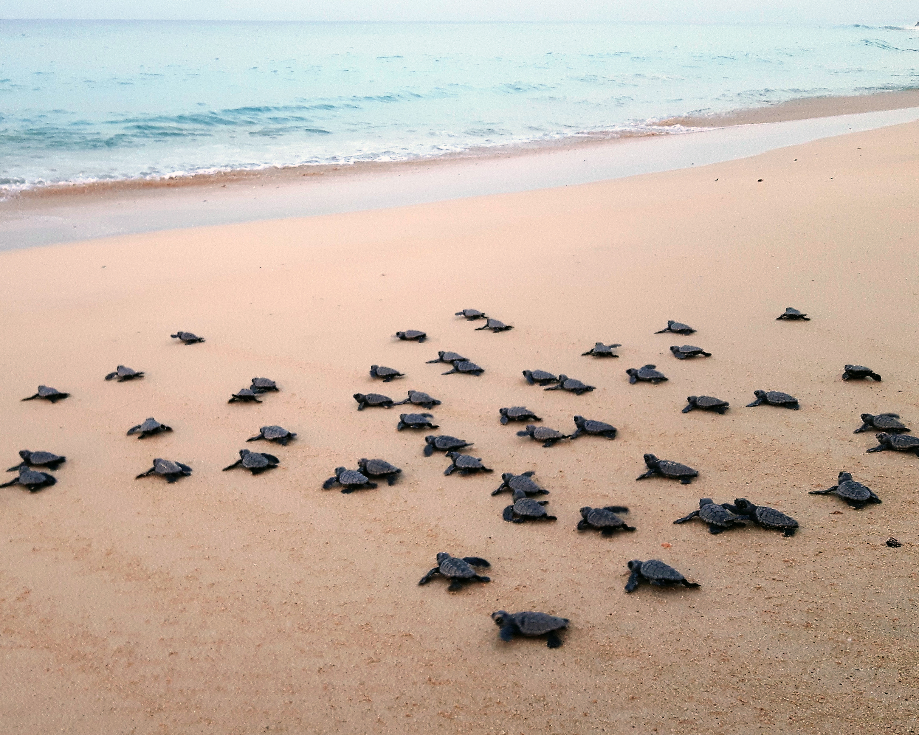 Release of loggerhead hatchlings