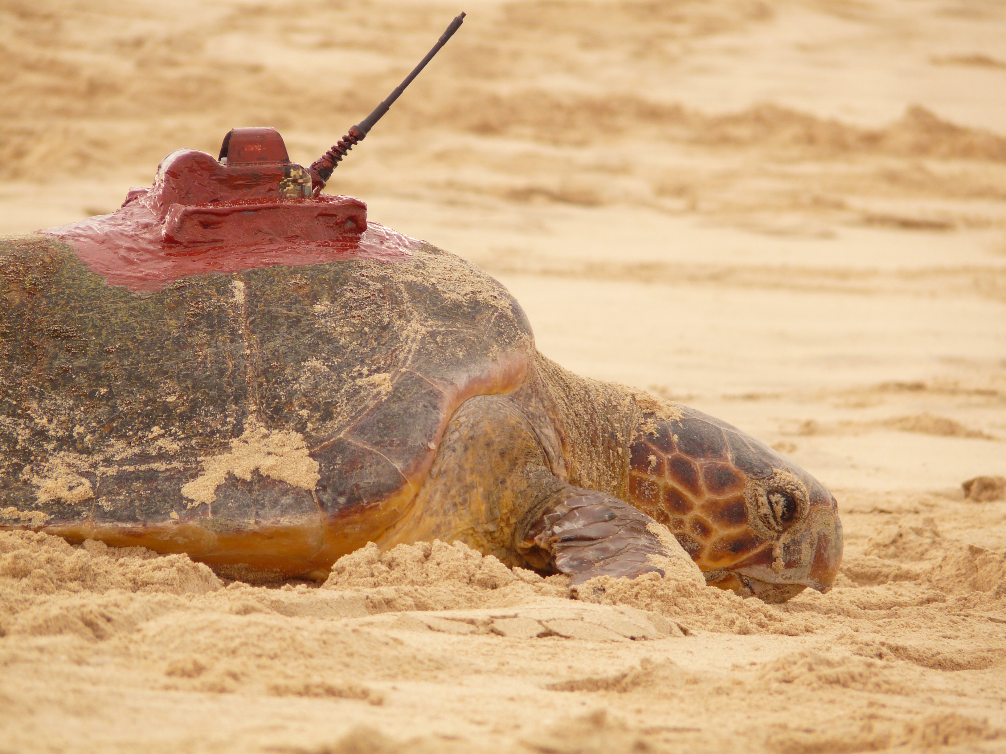 Sea Turtle with Satellite Tag
