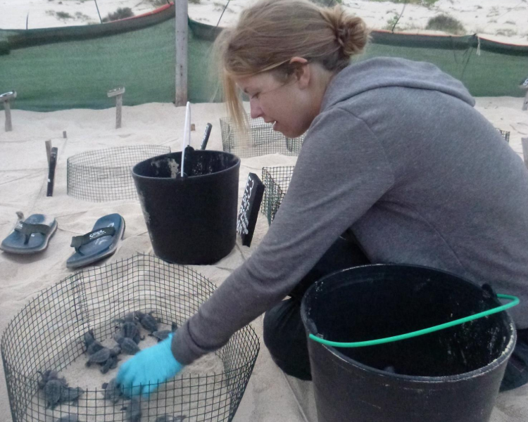 Collecting newborn loggerhead hatchlings