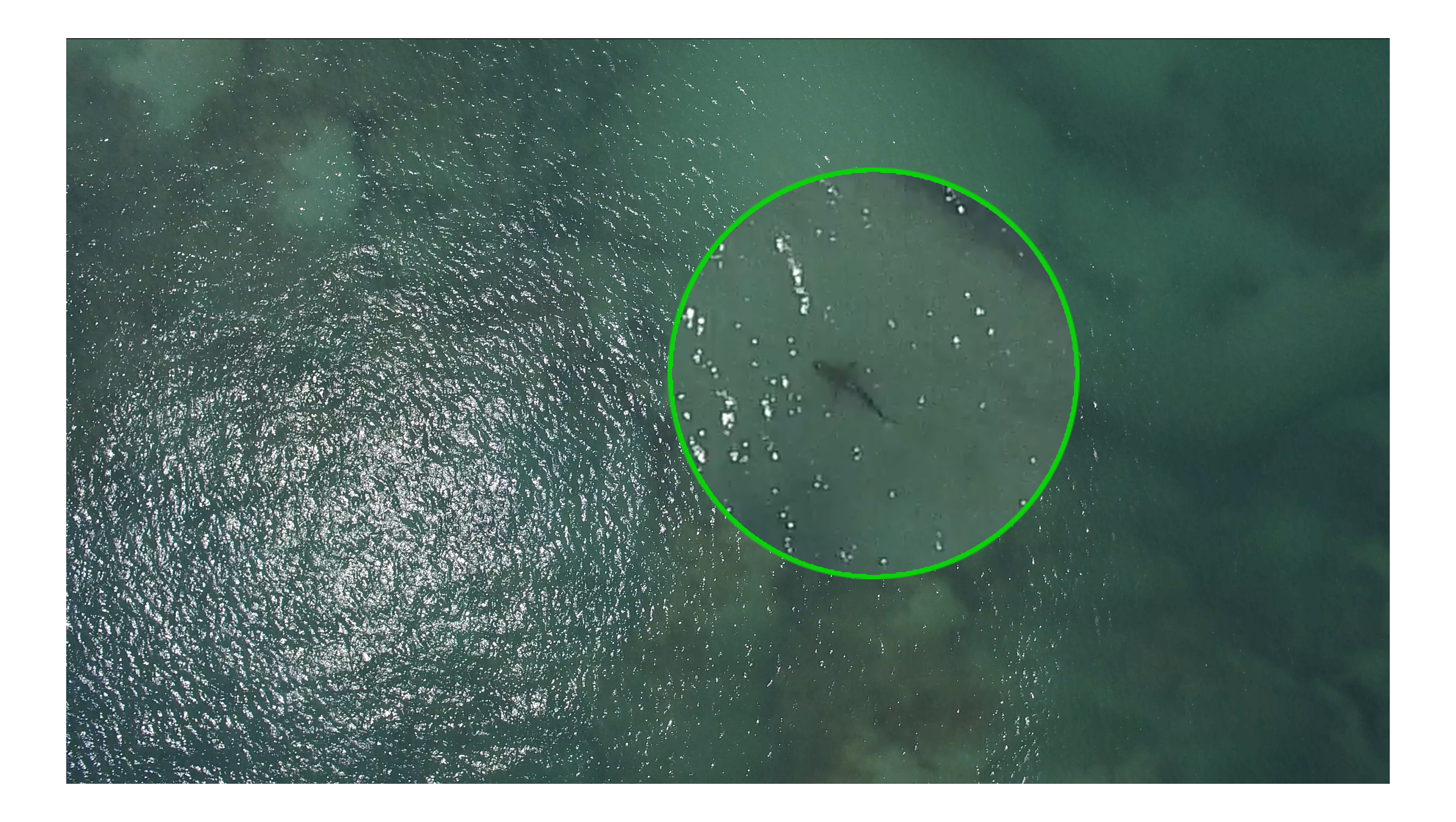 Drone fly at 60 m of altitude with a large shark.