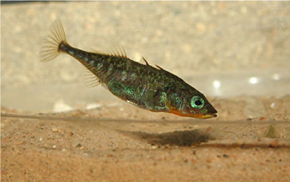 Stickleback in aquarium.