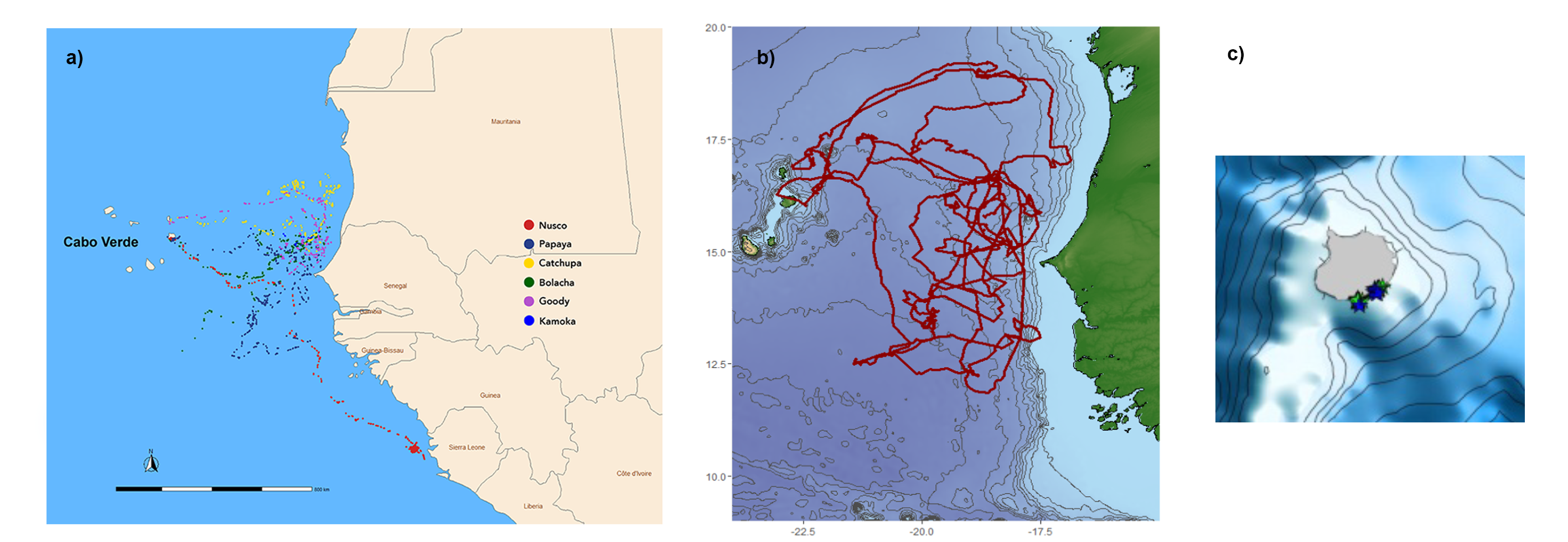 Satellite tracks of loggerhead turtles from Cabo Verde: a) female turtles following oceanic and neritic migratory patterns, b)migration of male turtle 