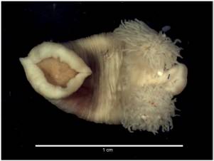 Leech parasite (Ozobranchus sp) that infects sea turtles.