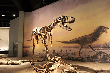An impressive Gorgosaurus on display at the Royal Tyrell Museum of Palaeontology in Alberta, Canada.