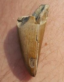 A wonderfully preserved Tyrannosaur tooth displaying characteristic markings and serrations.