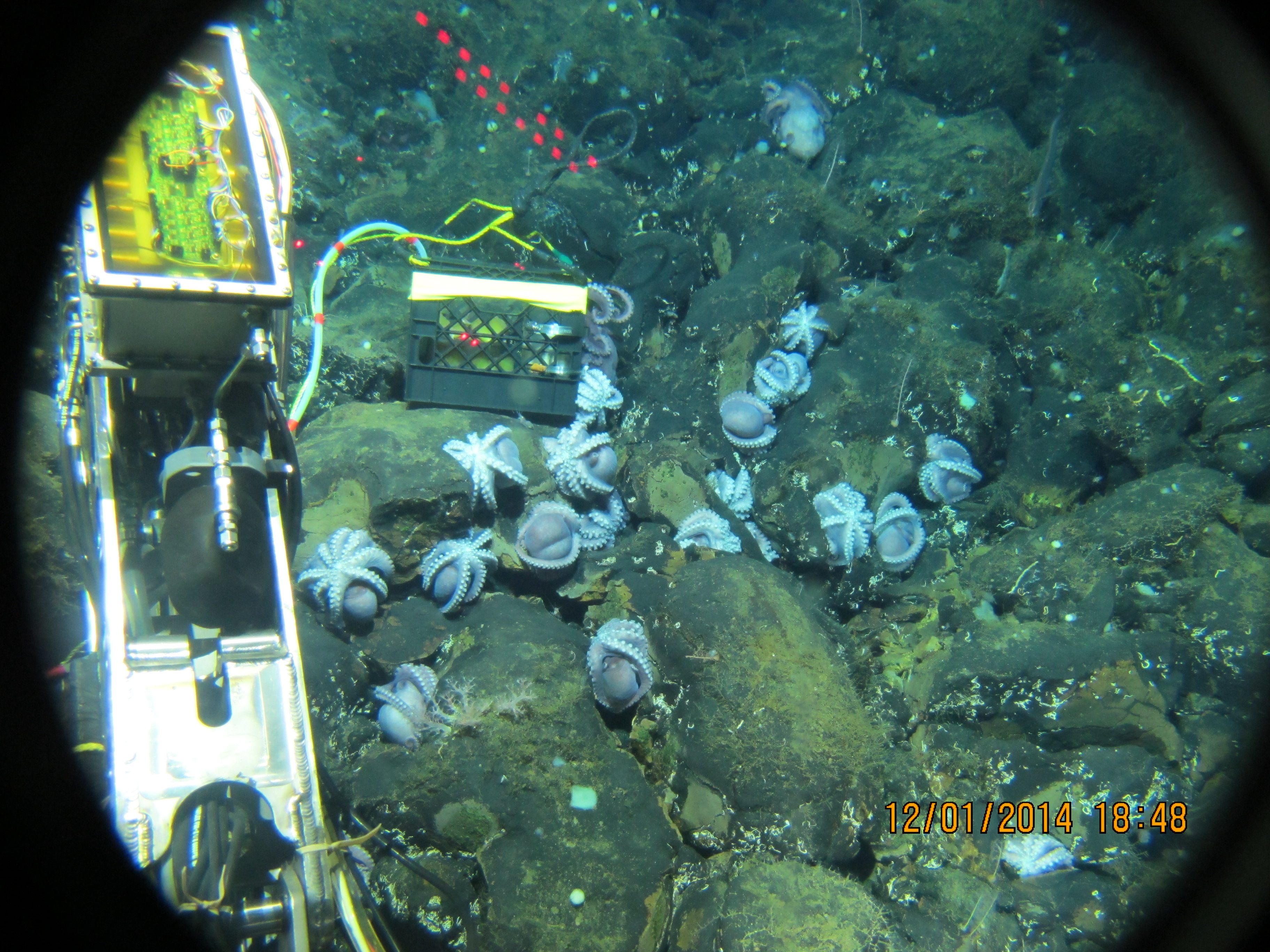 WHOI’s ALVIN works near a long-term fluid sampler where octopods clustered on the sediment free surface of Dorado Outcrop, 3000 mbsl, in 2014. Photo credit: Trevor Fournier and Chris Trebaol