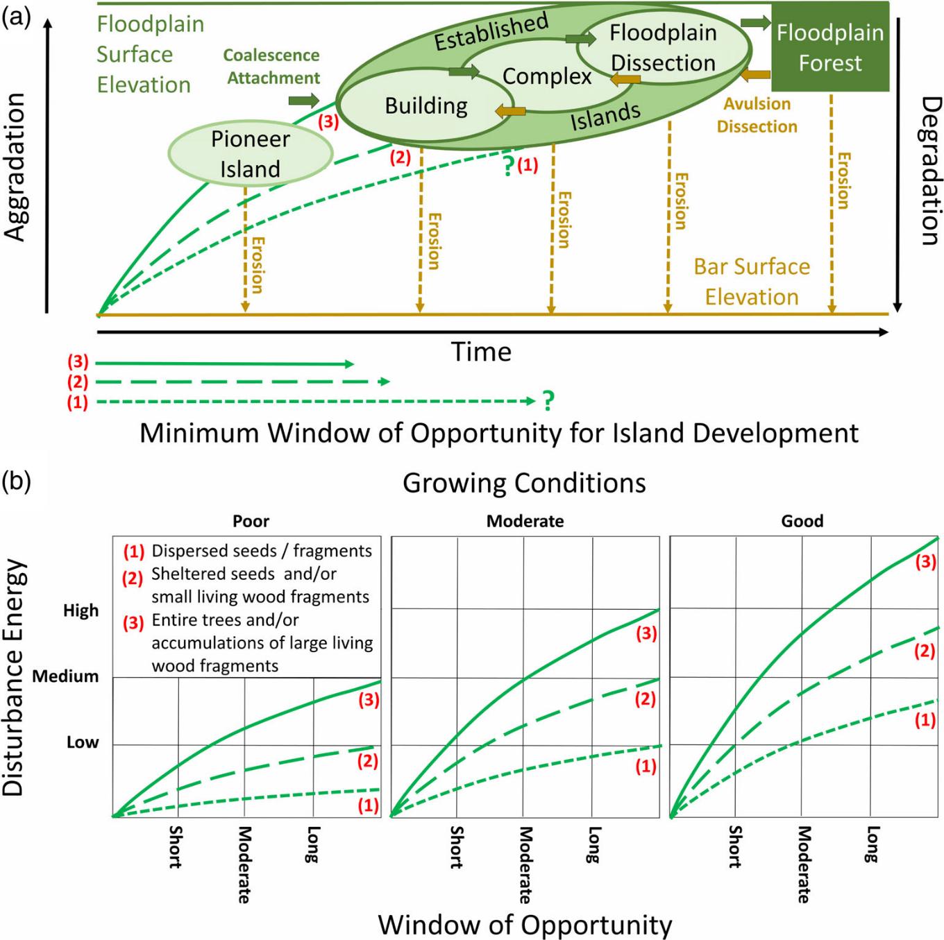 Conceptual model of island development (Gurnell & Bertoldi, 2020)