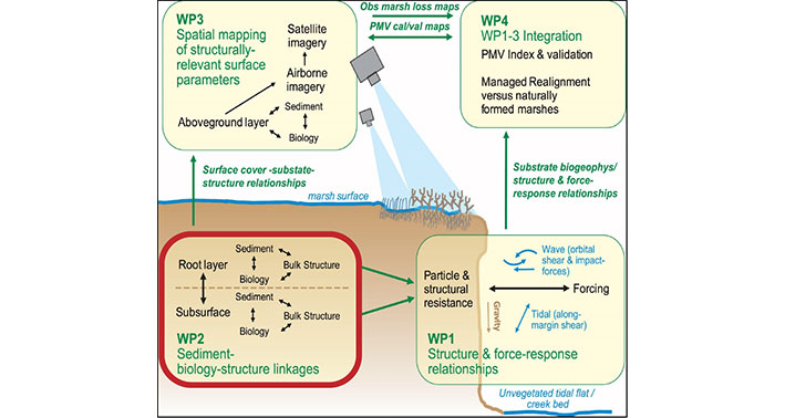 Figure 1: The RESIST project is divided into four ‘work packages’ (WPs). WP1 will develop relationships between sediment structure and resistance to erosive forces. WP2 will relate subsurface structure to the nature of the vegetation present. WP3 will map sediment and vegetation types from UAVs and satellites. WP4 will allow us to map the susceptibility of marshes to erosion over large areas and to develop a Physical Marsh Vulnerability Index (PMV). QMUL is leading the delivery of WP2.