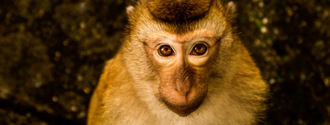 A photograph of a monkey's face focused on its eyes looking towards the camera