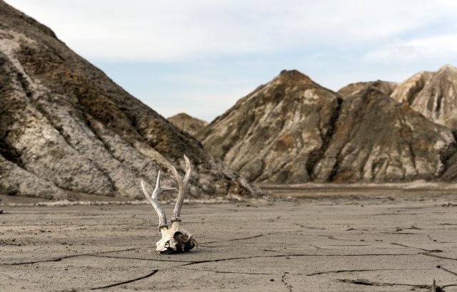 An arid, dried out valley with an animal skull