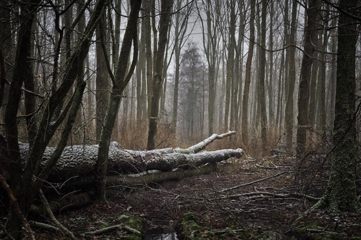 A fallen tree in a dead forest.