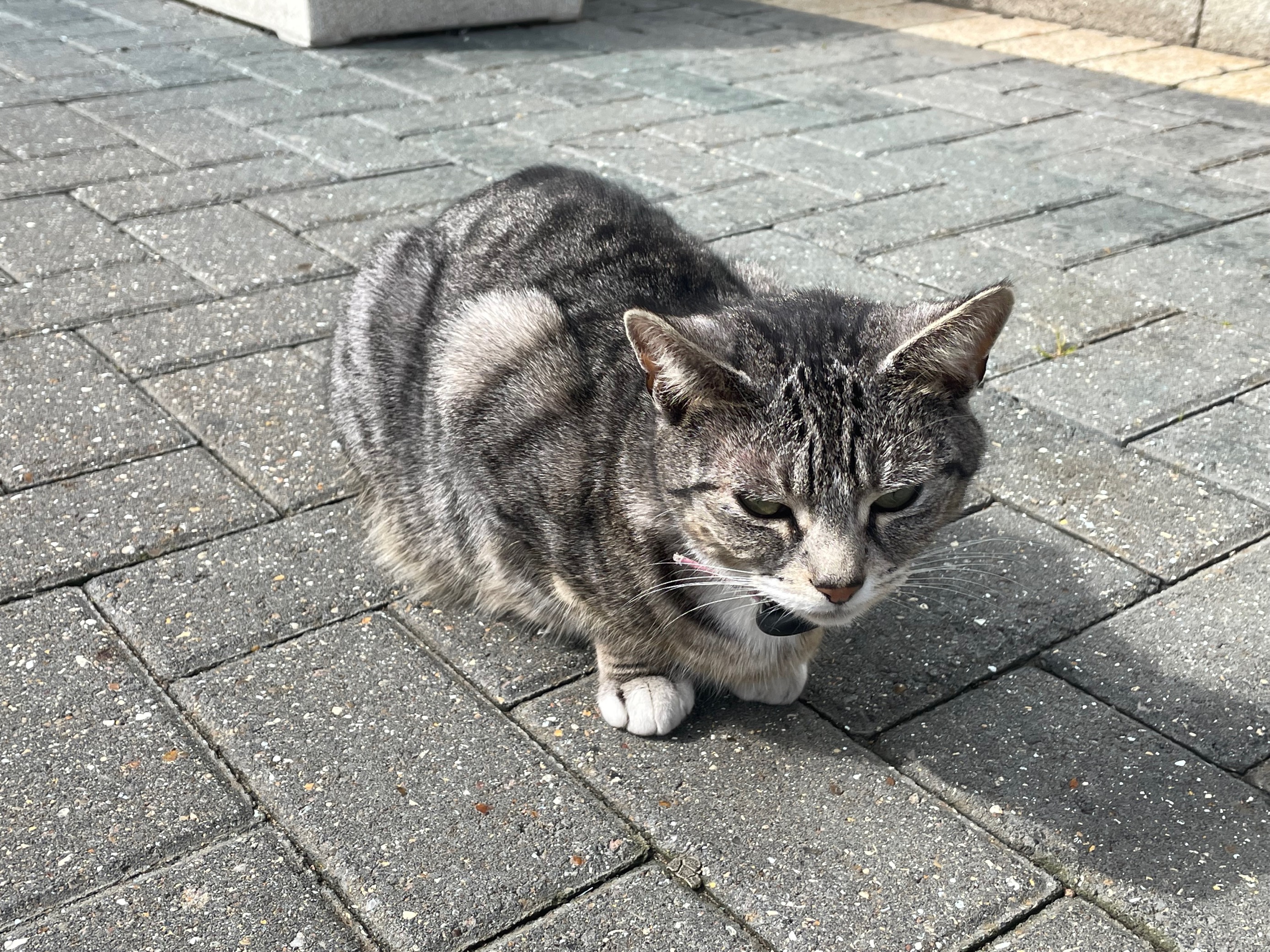 Queenie the cat basks in the sun
