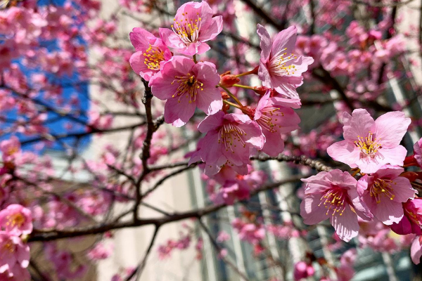 Kyoto University Cherry Flower Tree