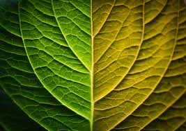 A close-up picture of the underside of a leaf - half of the leaf is bright green, the other half is yellowing