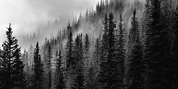 Forest black and white