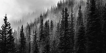 Forest black and white