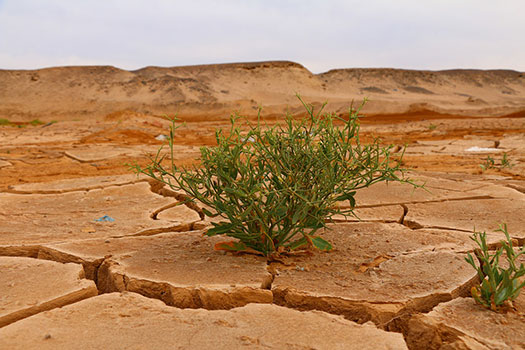 A plant growing in a desert