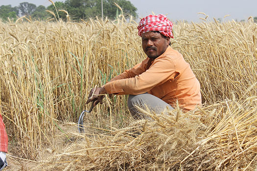 A Punjabi farmer in a field of wheat
