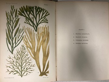 Plate showing types of seaweed from An Introduction to the Study of Seaweeds