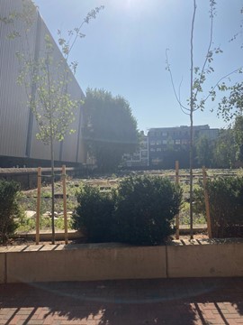 Photograph of two of the black poplar trees recently planted on the QM campus