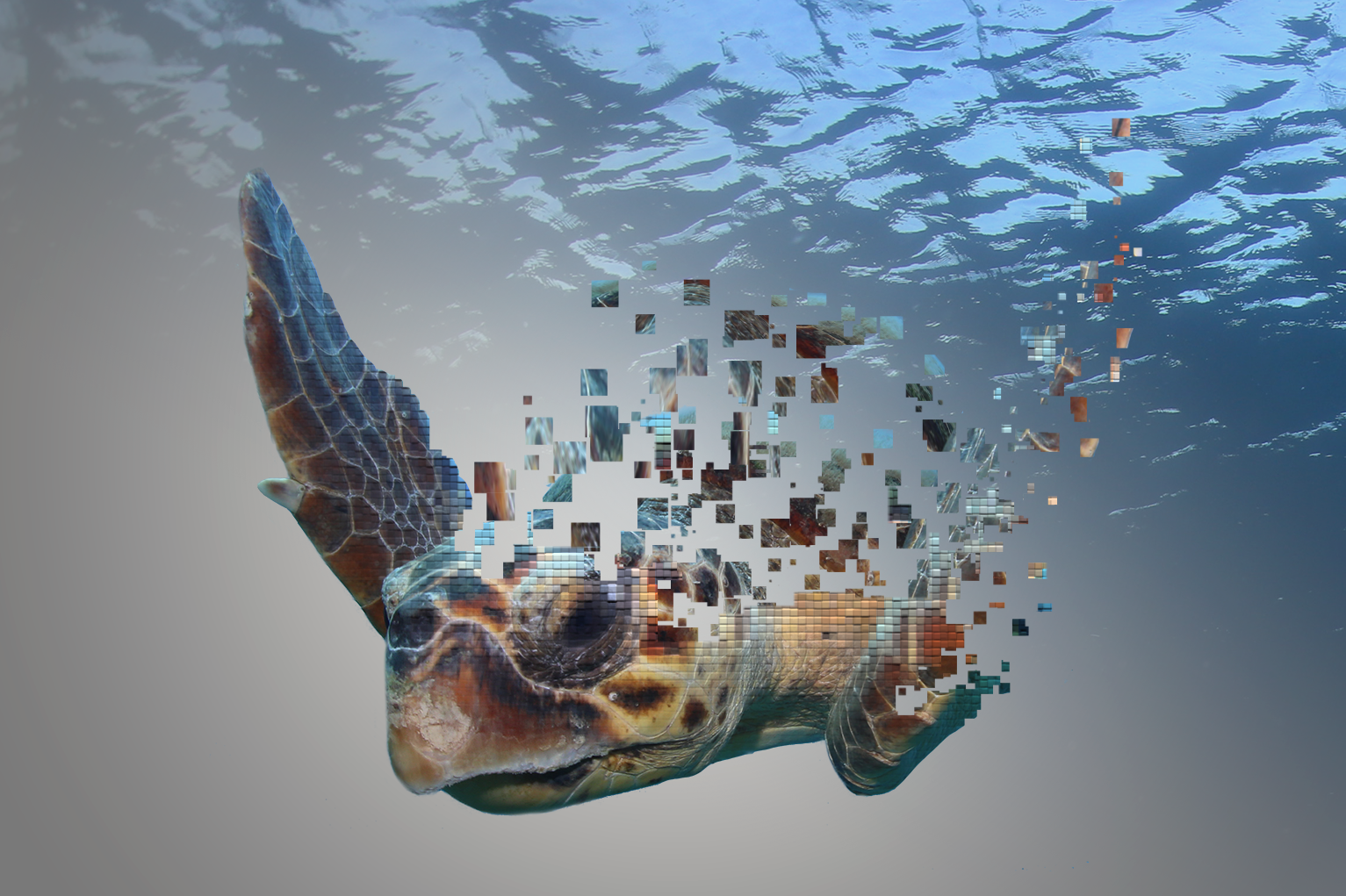 A sea turtle swimming in a blue ocean