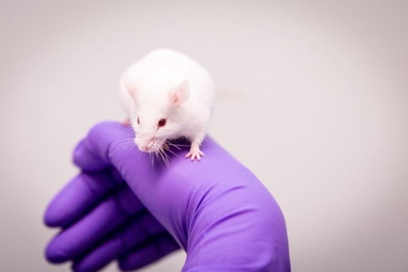 White mouse on purple gloved hand