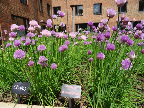 an image of plants