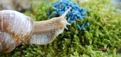 A slug approaching some pellets