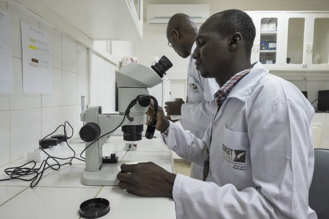 Target Malaria Ghana Team at work testing samples in a laboratory