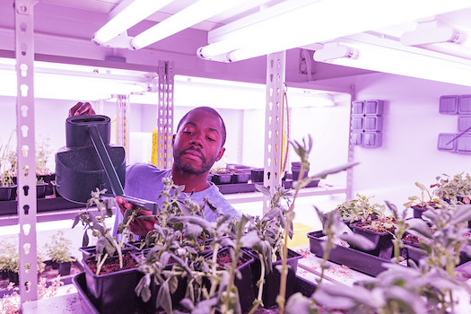 Male student watering plants in biology lab