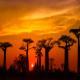 Baobab trees against a sunset sky