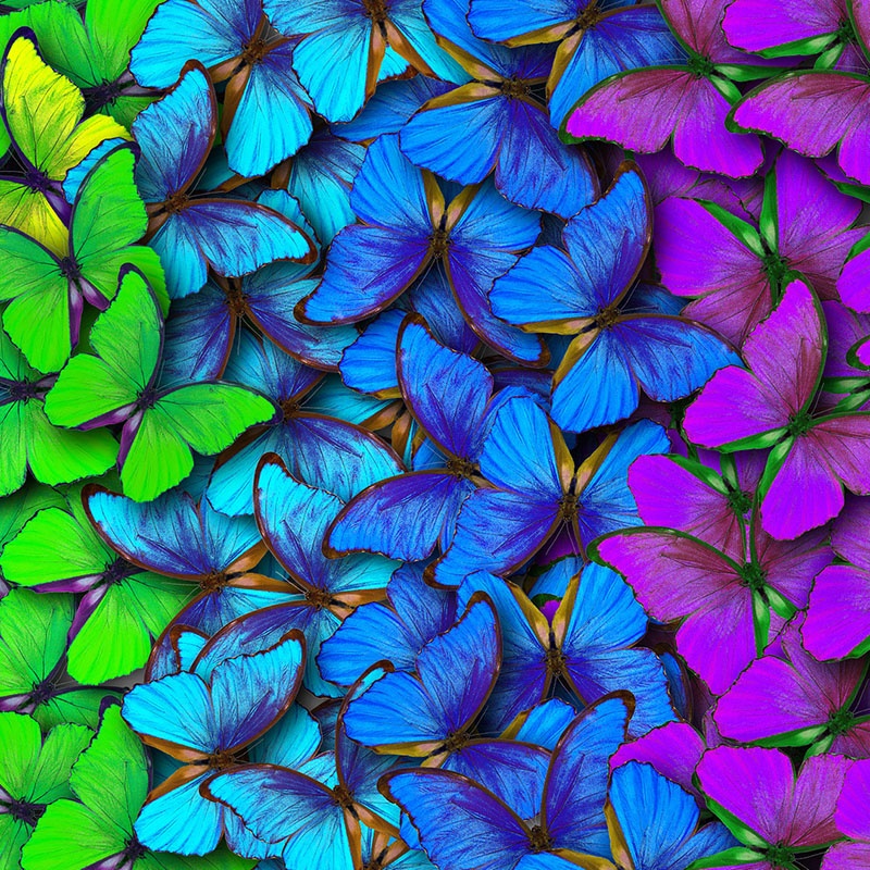 Colourful butterflies