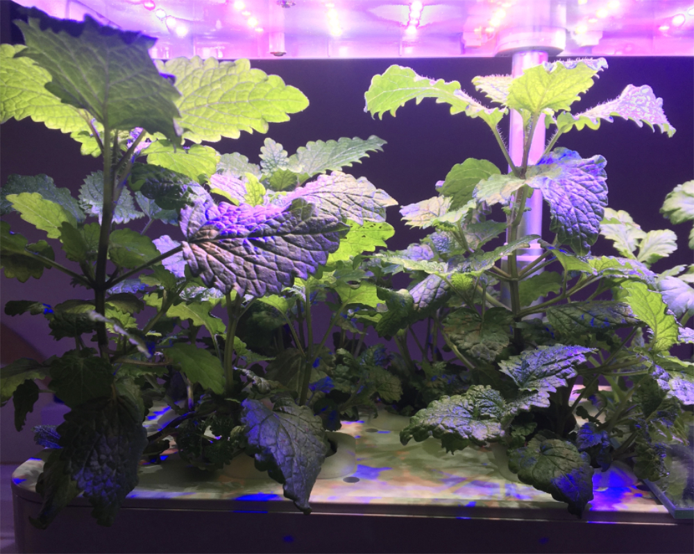 Kathy Connor Lemon Balm