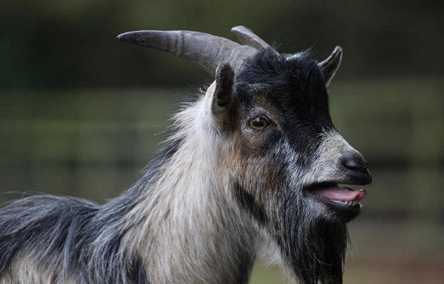 A goat calling. Credit: Brian Squibb