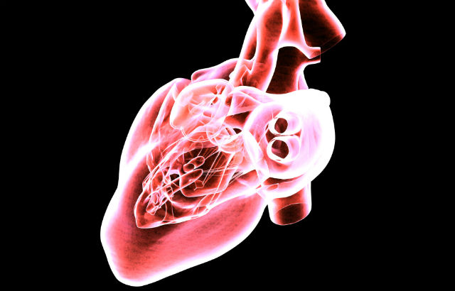 The human heart