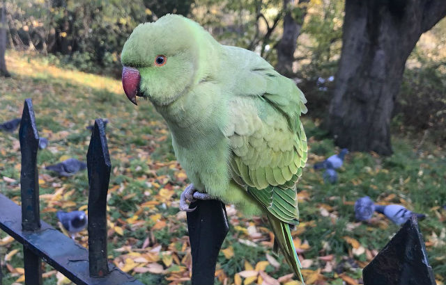 A parakeet sitting on a fence
