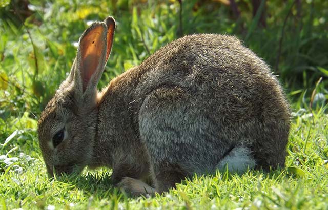 Rabbit in Skomer, Wales, which is a similar habitat to the experimental plots. Credit: Dr Lizzie Wilberforce