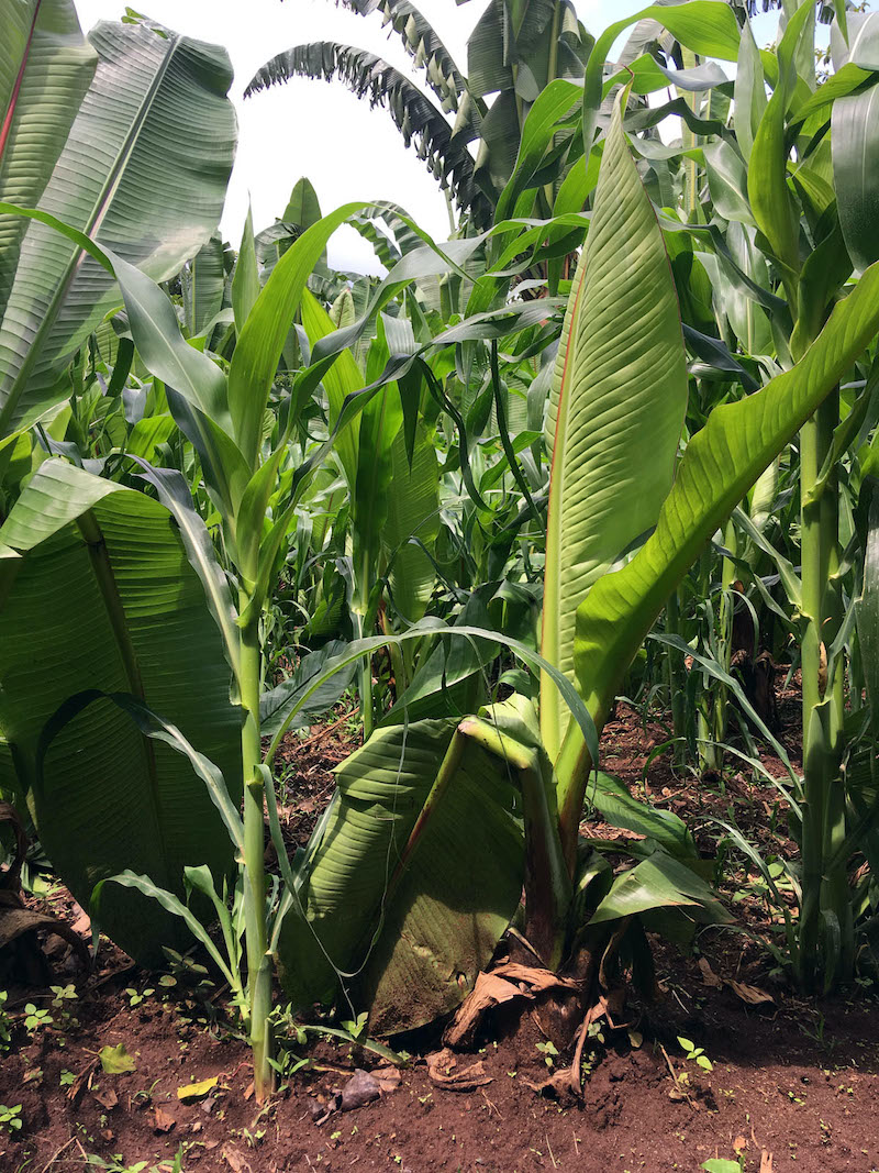 A mixed plantation of maize and enset