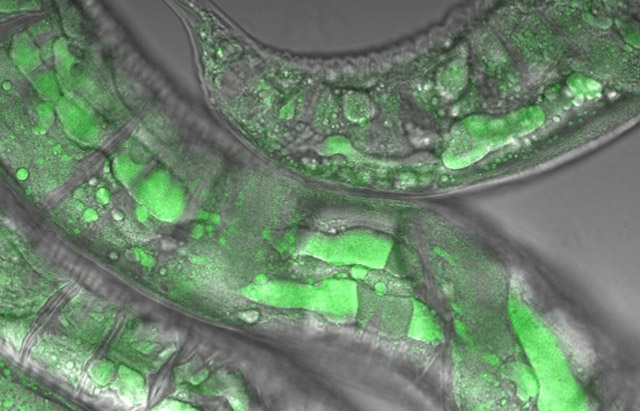 Senescent obesity in C. elegans. When C. elegans become old, they develop a severe type of obesity, with large pools of fat filling up the body. In this image, fats have been stained with a dye to visualise the fat pools.