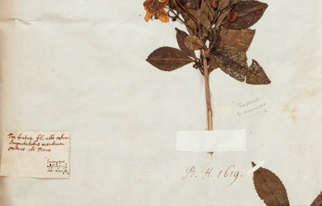 © Natural History Museum: Sloane Herbarium 93, fol. 146
