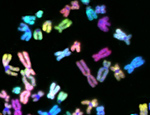 Multi-colour fluorescent labelled human DNA packaged in chromosomes. Image courtesy of Professor Denise Sheer.