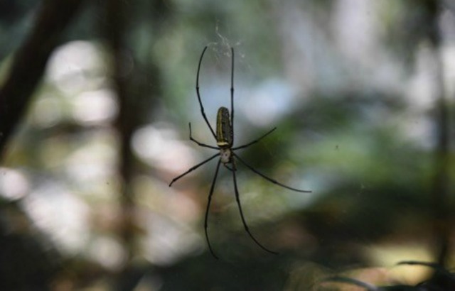 The golden silk orb weaver (Nephilapilipipes) creates dragline silk that prevents it from spinning while hanging from its web. Credit: Kai Peng of Huazhong University of Science and Technology
