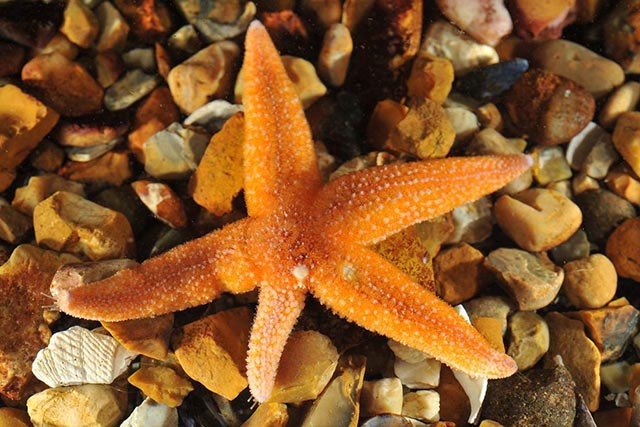 Common starfish (Asterias rubens) regrowing one of its arms. Photo: Ray Crundwell
