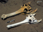 Skulls of a male (top) and female (bottom) gharial (Gavialis gangeticus). Credit: Larry Witmer, Ohio University